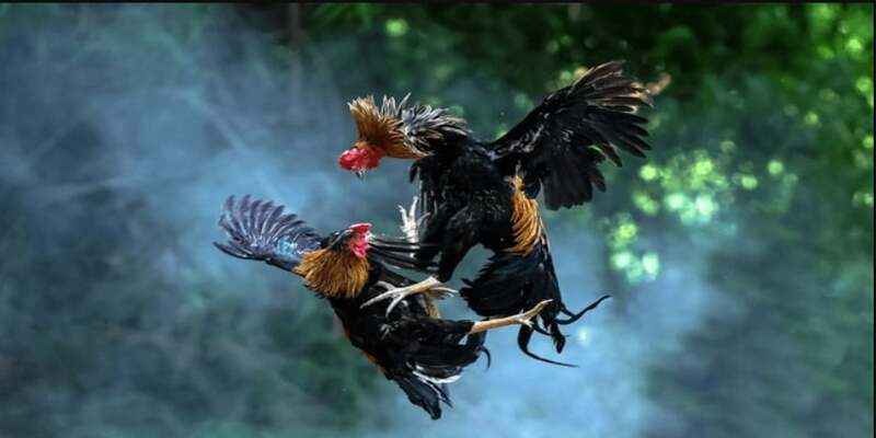 Chi tiết về các giống gà chọi Okvip hiện nay