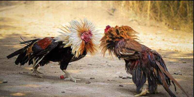 Chi tiết về chăm sóc chiến kê chất lượng năm nay