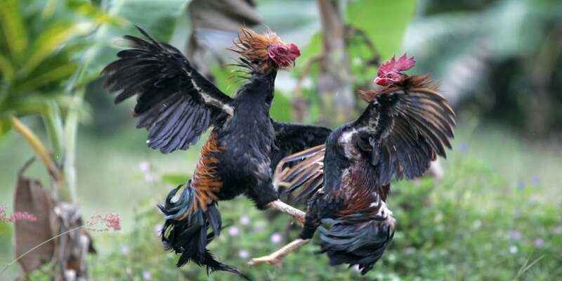 Nhà cái Okvip bạn nên biết