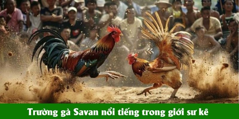 Trường gà Savan nổi tiếng trong giới sư kê