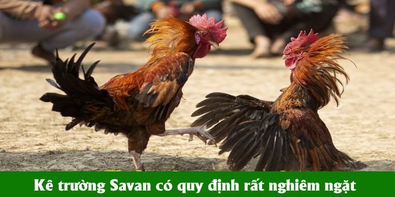 Kê trường Savan có quy định rất nghiêm ngặt
