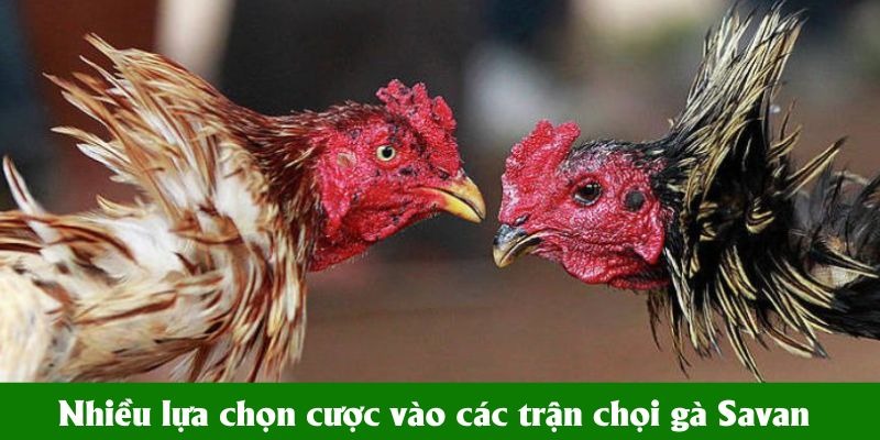 Nhiều lựa chọn cược vào các trận chọi gà Savan