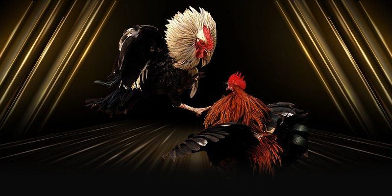 Người chơi i9bet theo dõi đá gà cựa dao trực tiếp và đặt cược