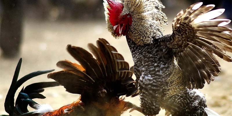 Cấu trúc của vảy gà phủ địa