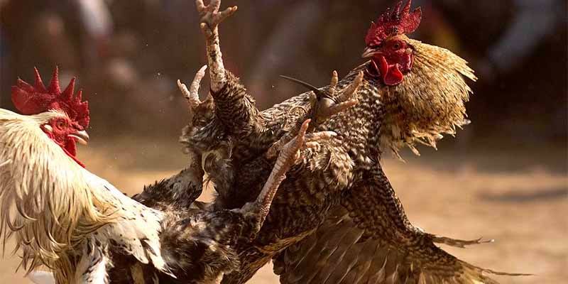 Giá trị kinh tế của dòng gà hiếm