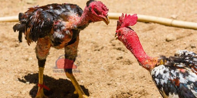 Ưu điểm nổi bật khi tham gia đá gà nòi