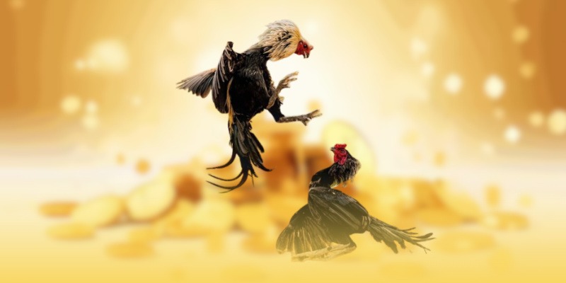 Cách Xem Đá Gà Trực Tiếp Online