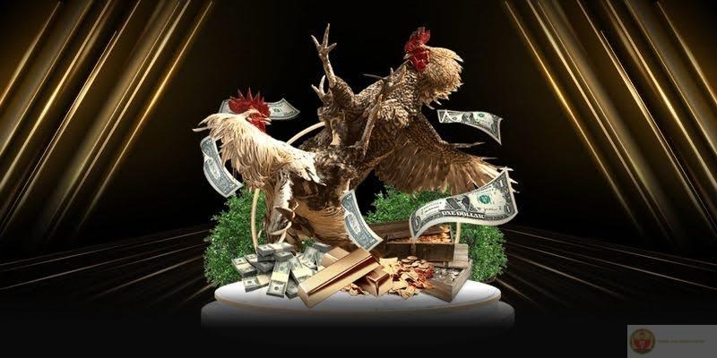 Áp dụng cách chọn gà đá theo dân gian truyền miệng