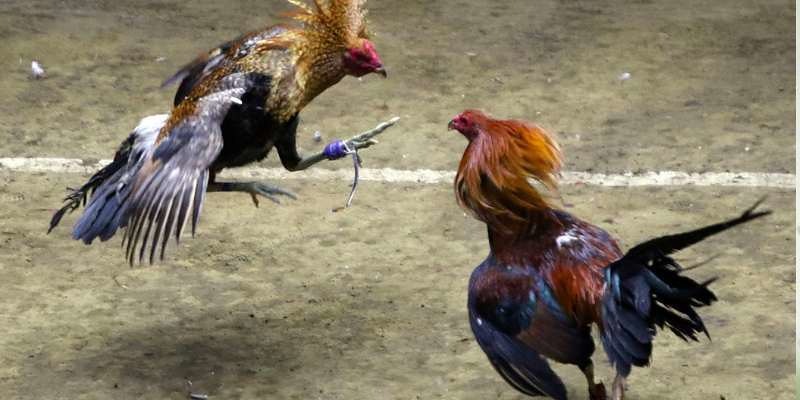 Lưu ý từng yếu tố một để chốt chiến kê dũng mãnh