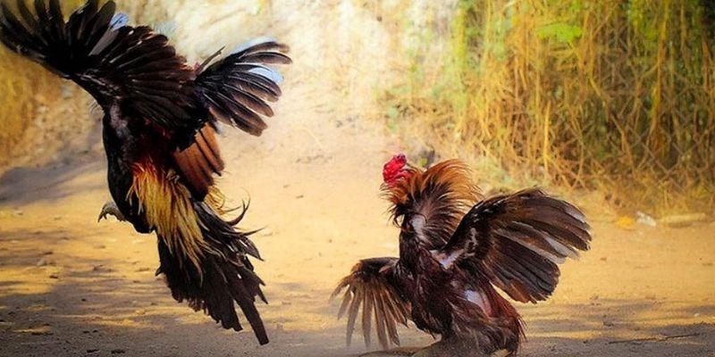 Đặc điểm link xem đá gà hôm nay mới nhất