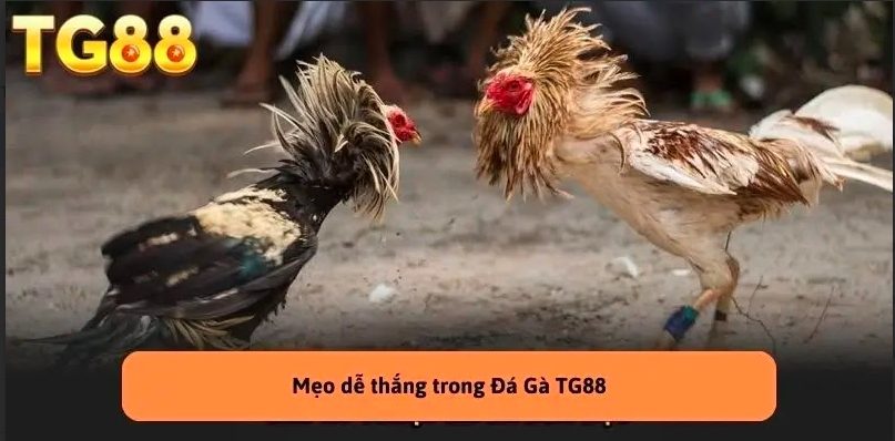 Cách tiếp cận đá gà TG88