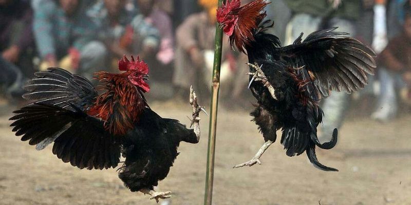 Khám phá toàn diện về hình thức đá gà nòi
