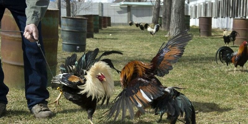 3 điều giúp đá gà nòi thu hút thành viên tham gia